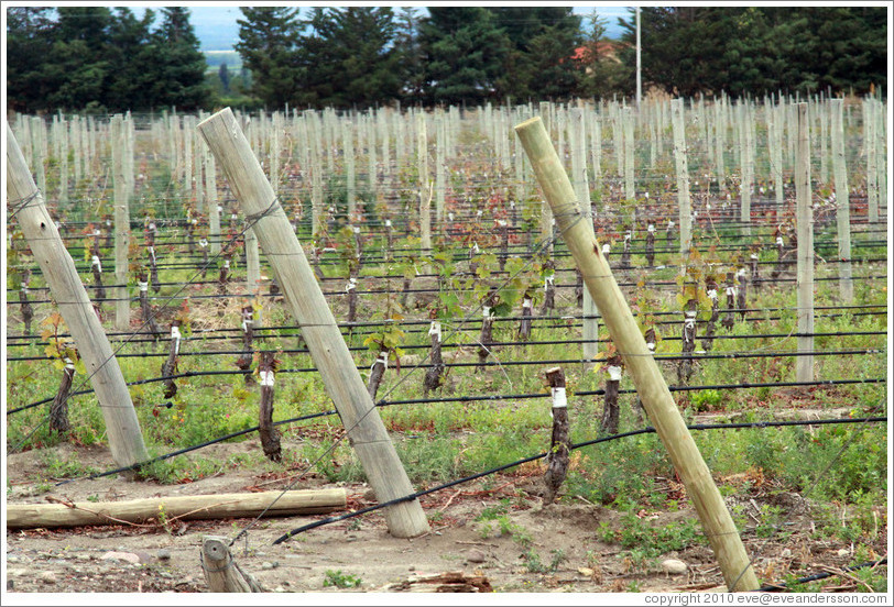 Grafted vines, Andeluna Cellars, Valle de Uco.