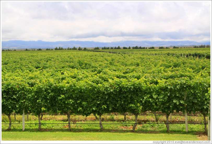 Vineyard, Andeluna Cellars, Valle de Uco.