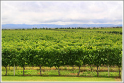 Vineyard, Andeluna Cellars, Valle de Uco.