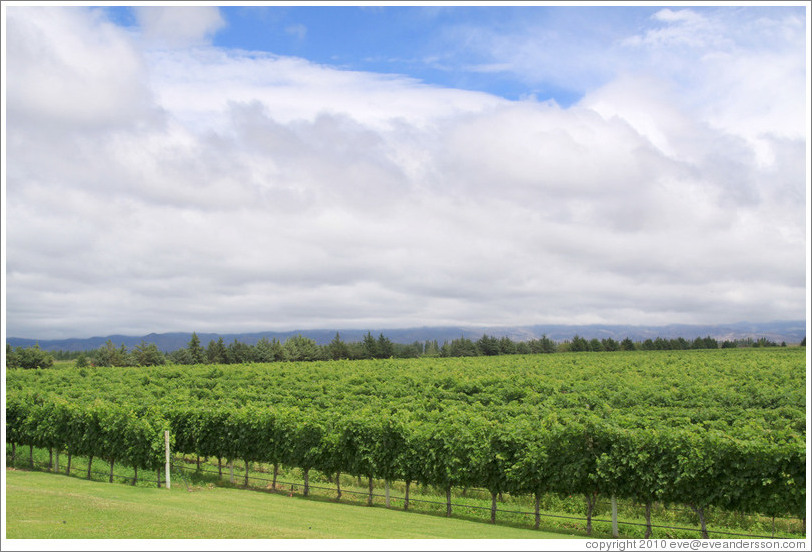 Vineyard, Andeluna Cellars, Valle de Uco.