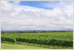 Vineyard, Andeluna Cellars, Valle de Uco.