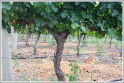 Vineyard, Andeluna Cellars, Valle de Uco.