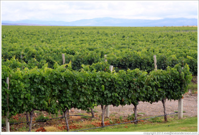 Vineyard, Andeluna Cellars, Valle de Uco.