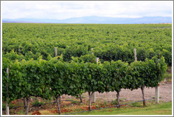 Vineyard, Andeluna Cellars, Valle de Uco.