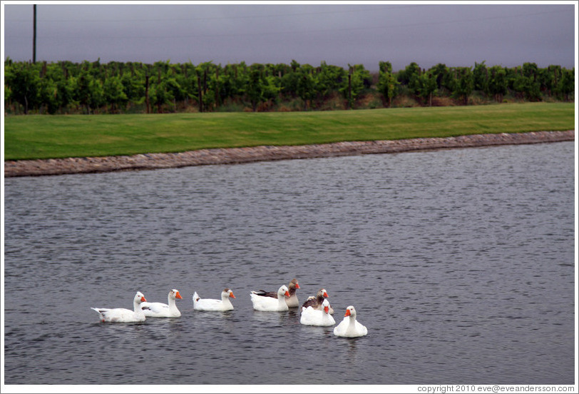 Ducks, Domaine Jean Bousquet, Valle de Uco.