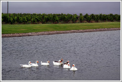 Ducks, Domaine Jean Bousquet, Valle de Uco.