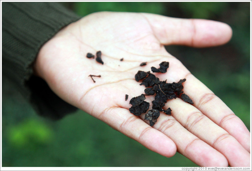 Grape skins, seeds and stems, used as fertilizer, Domaine Jean Bousquet, Valle de Uco.