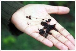 Grape skins, seeds and stems, used as fertilizer, Domaine Jean Bousquet, Valle de Uco.