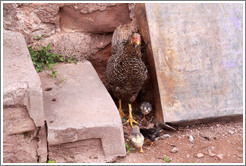 Chickens.
