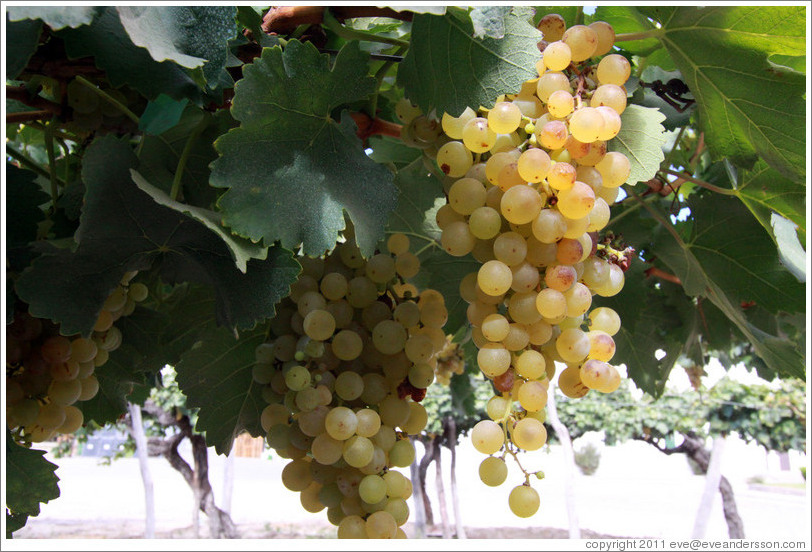 Grapes. Bodega El Esteco.