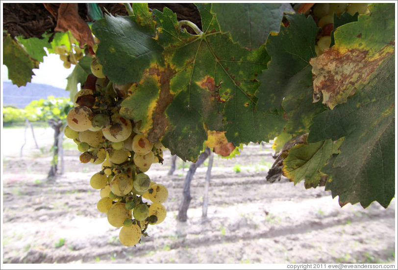 Grapes. Bodega El Esteco.