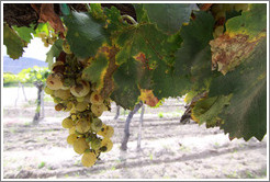 Grapes. Bodega El Esteco.