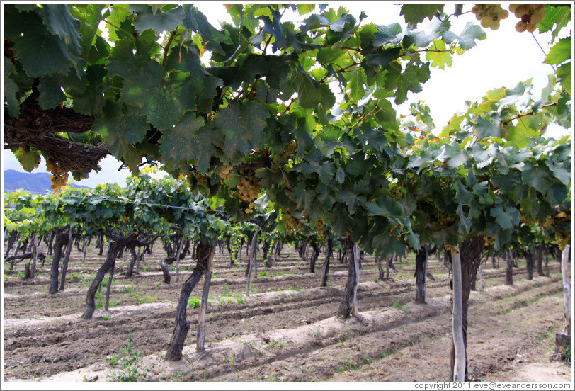 Vines. Bodega El Esteco.