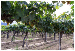 Vines. Bodega El Esteco.