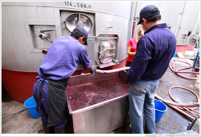 Workers surrounding a vat of wine must. Bodega El Esteco.