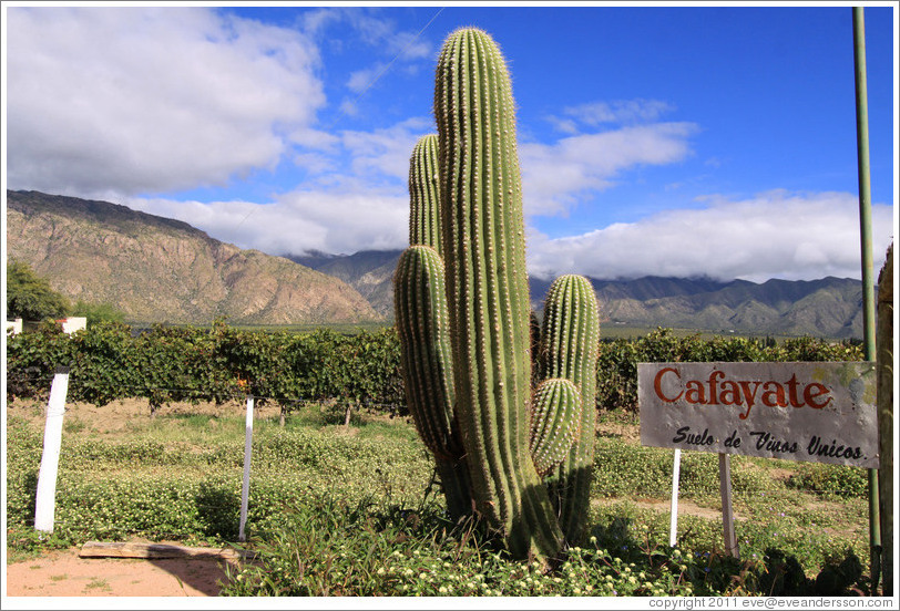 Cafayate sign and cactus. Bodega La Banda.