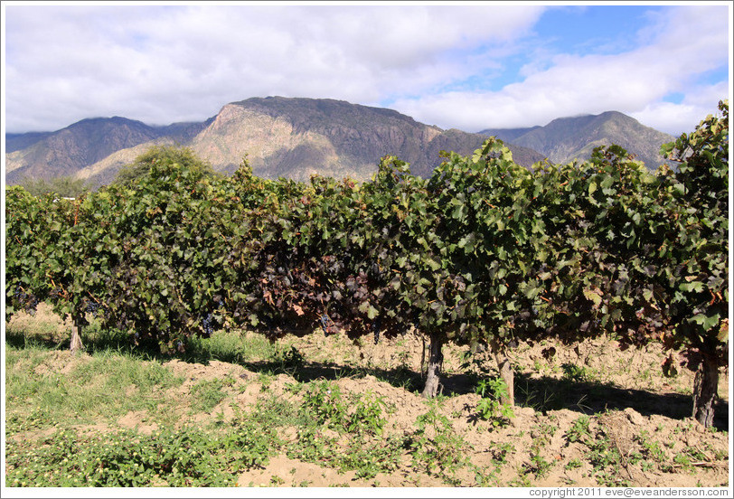 Vines. Bodega La Banda.