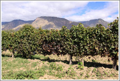 Vines. Bodega La Banda.