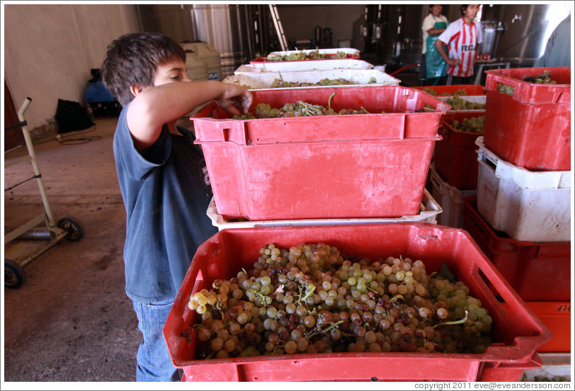 Boy examining grapes. Bodega Tierra Colorada.
