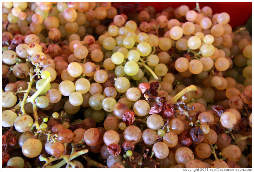 Grapes. Bodega Tierra Colorada.