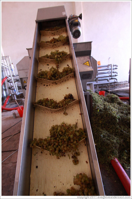 Grapes on a conveyor. Bodega Tierra Colorada.