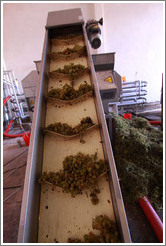 Grapes on a conveyor. Bodega Tierra Colorada.