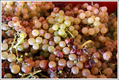 Grapes. Bodega Tierra Colorada.