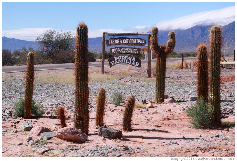 Cacti and Bodega Tierra Colorada sign.