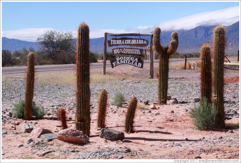 Cacti and Bodega Tierra Colorada sign.