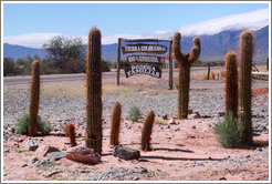 Cacti and Bodega Tierra Colorada sign.