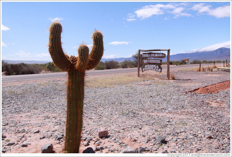 Cactus and Bodega Tierra Colorada sign.