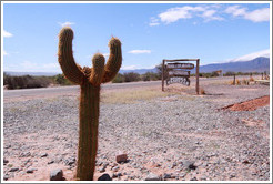 Cactus and Bodega Tierra Colorada sign.