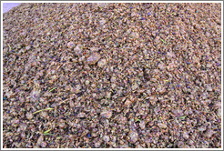 Grape pomace. Bodega Tierra Colorada.