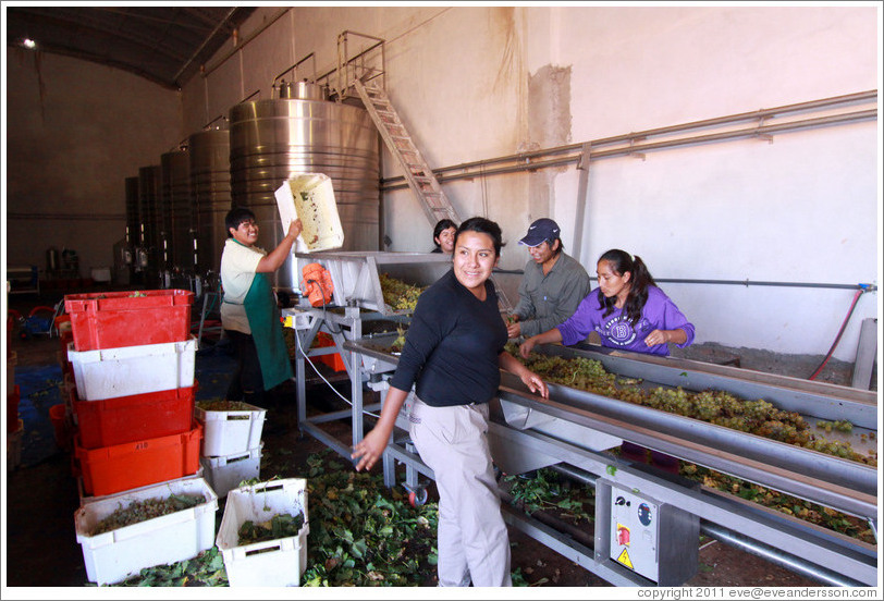 People working on the conveyor line. Bodega Tierra Colorada.