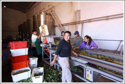 People working on the conveyor line. Bodega Tierra Colorada.