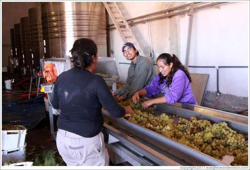 People working on the conveyor line. Bodega Tierra Colorada.