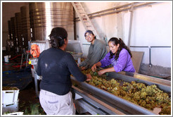 People working on the conveyor line. Bodega Tierra Colorada.