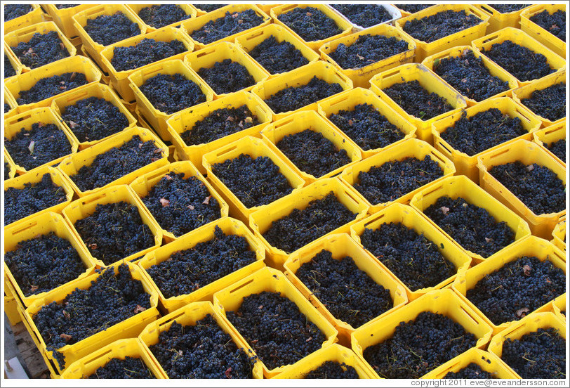 Boxes of recently harvested grapes. Bodegas Etchart.