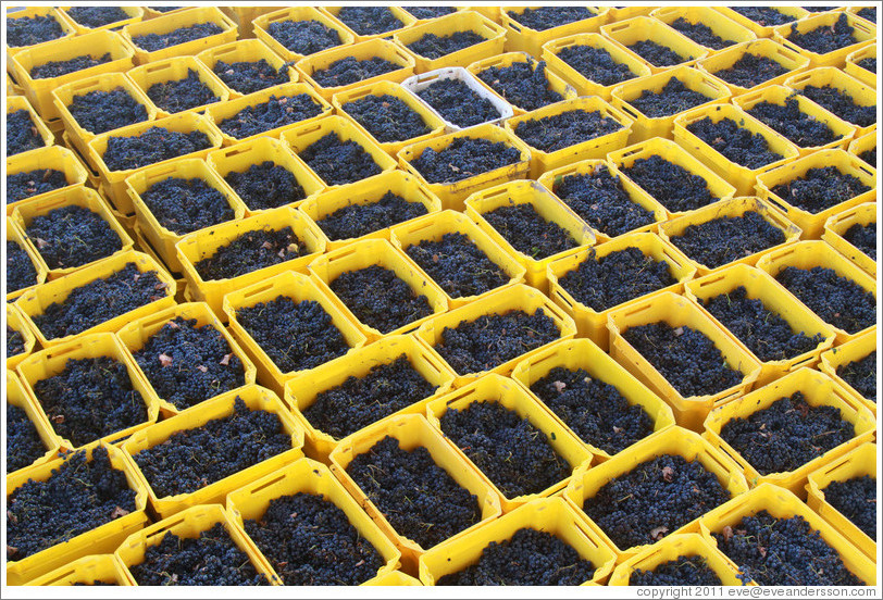 Boxes of recently harvested grapes. Bodegas Etchart.