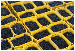 Boxes of recently harvested grapes. Bodegas Etchart.