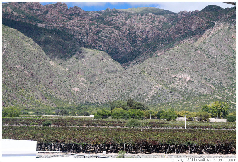 Vineyards with a steep, mountainous backdrop. Bodegas Etchart.