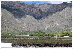 Vineyards with a steep, mountainous backdrop. Bodegas Etchart.