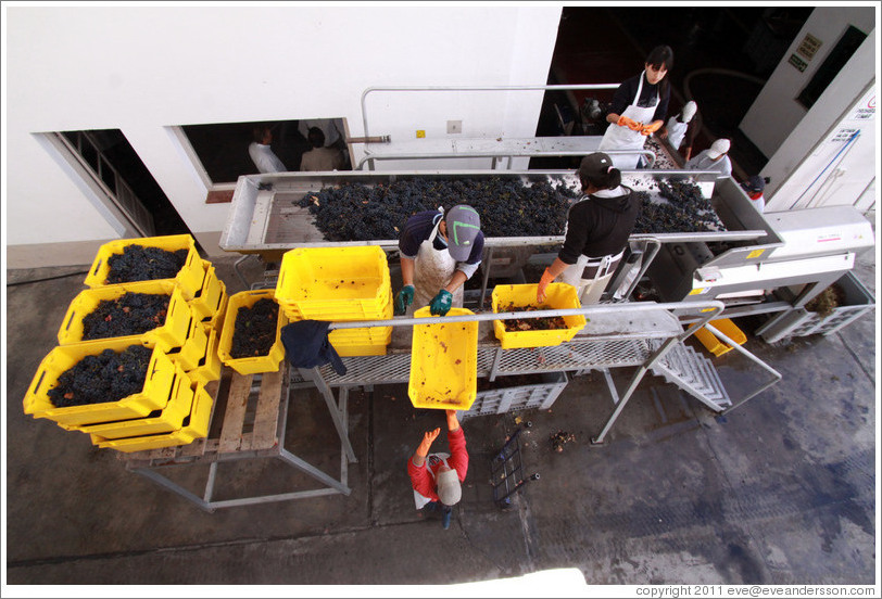 Workers putting grapes into boxes. Bodegas Etchart.