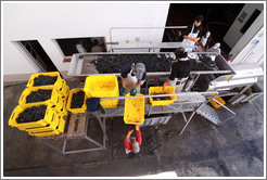 Workers putting grapes into boxes. Bodegas Etchart.