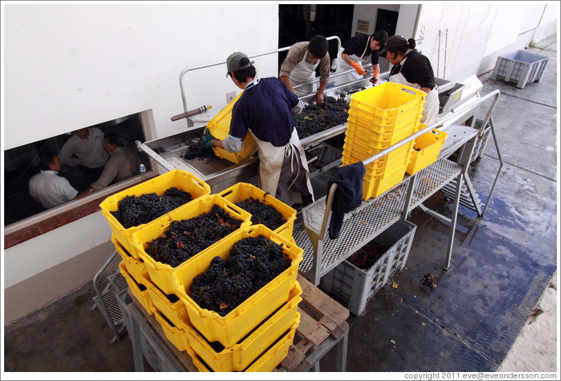 Workers putting grapes into boxes. Bodegas Etchart.