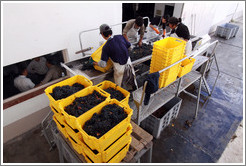 Workers putting grapes into boxes. Bodegas Etchart.
