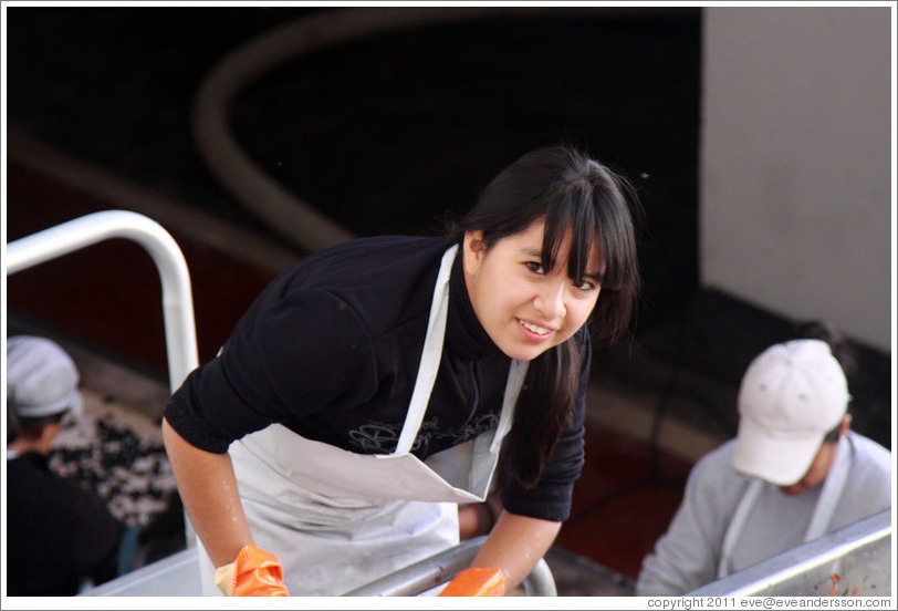 Woman putting grapes into boxes. Bodegas Etchart.