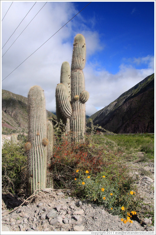 Cacti.