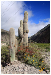 Cacti.