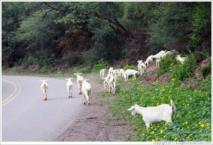 Goats crossing the road. Quebrada de las Conchas.